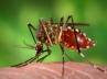 dengue flu, dengue fiver, dengue and household prevention methods, Dengue cases