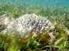 Seagrass meadows, University of Western Australia Oceans Institute., sex promotes seagrass which acts as carbon sink, Kendrick