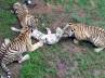 three Bengal tigers, Photographer Wang, cub attacked and eaten by tigers, Tigers in tn