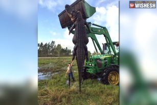 Massive alligator caught in Florida