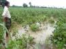 Warangal district, heavy rainfall damaged crops in andhra pradesh, unseasonal rain killed three people in a p, Unseasonal rain in a p