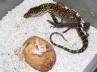 breeding programme, Komodo National Park, the world s largest lizards have been born in indonesia zoo, Lizard