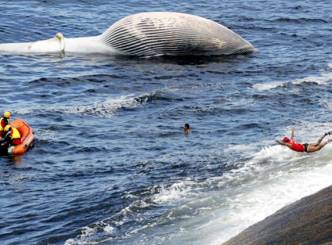 SLIDESHOW: Mammoth Bryde whale washed ashore