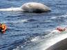 Bryde, mammoth mammal, slideshow mammoth bryde whale washed ashore, Shark