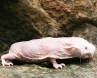 Mole rats, survival, brain cells survival to be studied from mole rats, Texas