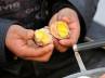 China, Dongyang, china urine soaked eggs tasty treat for spring, Eggs