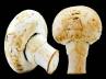 nutrients, fungi., mushroom helps us defeat cancer, Mushroom