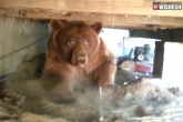 viral videos, bear, man finds massive bear under his deck, Bear