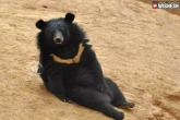 bears treated as puppies, bears treated as puppies, adopted bears mistaking them to be puppies, Puppies