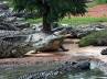 floodgates, scattered, 15 000 crocodiles escaped from farm, Crocodile