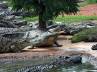 reptiles, South Africa, 15 000 crocodiles escaped from farm, Reptiles