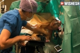 viral videos, surgery, watch man sings and talks during his brain surgery, Brain surgery