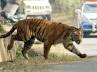 save tigers, tiger tourism ban, sc s ban on tiger tourism to continue, Tiger reserve