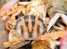 Vaishnavaite symbolon crab shell, Naamams on crab shell, vaishnavaite symbols found on crab shell, Naam