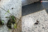 cockroaches in court pictures, cockroaches in court visuals, rare incident hundreds of cockroaches released from courtroom, Uk court