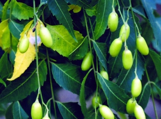 Neem Benefits for Skin, Health and Hair