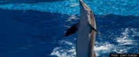 , , u s navy could use dolphins to find iranian mines in strait of hormuz, Dolphins