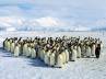 Stony Brook University, Antarctica, breeding cycles of penguins affected by global warming, Penguins