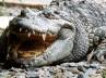 Depressed Thai woman feeds herself to Croc, crocodile attack, depressed thai woman becomes food for a croc, Thailand