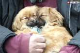 dog cloning in England, World news, couple pays 100 000 to have their dead dog cloned, Pet dog