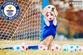 dog goal keeper Guinness book, Viral videos, dog the best goalkeeper breaks guinness, Guinness book