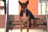 Dog loyalty, Dog loyalty, dog waits weeks for murdered owner to return, Owner
