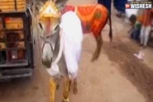 Donkeys Married for Telangana Rains