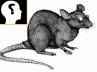 Rats decision power, Journal of Neuroscience, rats on par with human intelligence, Neuroscience