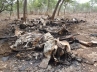 TRAFFIC, Cameroon killing activity, poachers kill 200 elephants in cameroon killing activity, Sudan