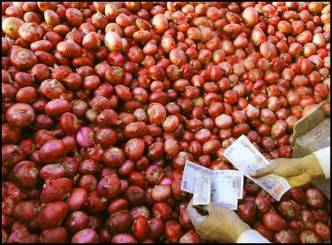 Don&#039;t panic! Government may ban onion exports