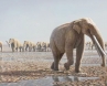 Mleisa 1, Four tusked elephants, pachyderm colonies exist 7 mn years report, Interesting facts