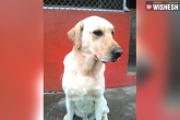 world news, earthquake dog Ecaudor, dog dies after rescuing ecuador earthquake victims, Earthquake