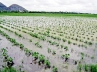 crops submerged, heavy rains in Guntur district, guntur district farmers suffer rs 1000 cr crop loss, Crops submerged