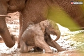 tiny elephant mud bath, elephant mud bath, tiny elephant slips in the mud bath, Phan