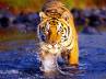 Wildlife, Royal Bengal Tiger, a shock for the share khan, Wwf