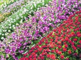 Large number of people throng Ooty for flower show