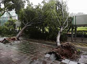 Typhoon Vincente lashes Hong Kong