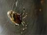 male spiders ordeal, eunich spiders, hon ble mr spider sacrifices to safe guard honor, Spiders