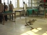 man dumps snakes revenue office, Hakkul, asked for bribe man dumps snakes in revenue office, Snakes