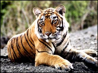 Man eating Tiger killed by shooting
