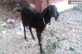 goat arrested, chhattisgarh goat arrested, goat arrested in chhattisgarh, Weird news