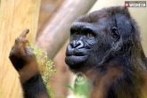 viral videos, grumpy gorilla, irritated gorilla showed its middle finger, Gori