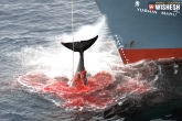 Japan news, Japan minke whales, japan kills 333 minke whales, Japan news