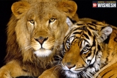 Animal Husbandry, Tiger, tigers lions as pets, Food processing