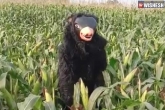 Man with bear costume viral video, Man with bear costume visual, telangana man wears a bear costume to keep monkeys away from crops, Farmers