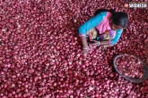 onions rate in AP, onions rate in AP, telugu states avail centre s onions subsidy, Subsidy