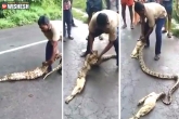 Viral videos, Python stomach goat, man squeezes out goat from python s stomach, Stomach