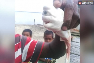 Freaky Looking Shark With One Spotted