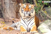 Tigers India Cambodia, Indian tigers to Cambodia, indian tigers to cambodia soon, Tigers in tn