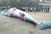 Whale dies at Juhu beach, Whale beach, whale washes ashore at mumbai s juhu beach, Mumbai news